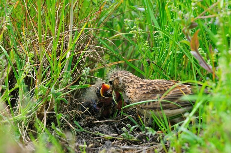 Een nest jonge veldleeuweriken wordt gevoerd met insecten