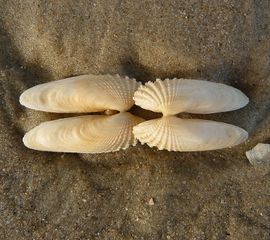 Amerikaanse boormossel