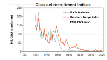 Intrek glasaal, ICES-rapport 30 oktober 2020