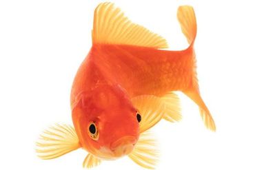 Goudvis