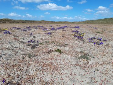 Kale Noordduinen, waar zand en wind vrij spel hebben en tapuiten achter insecten aan kunnen rennen