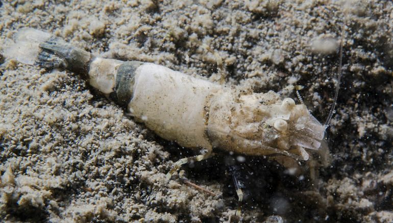 De eerste Gebandeerde stompkopgarnaal gefotografeerd in de Oosterschelde