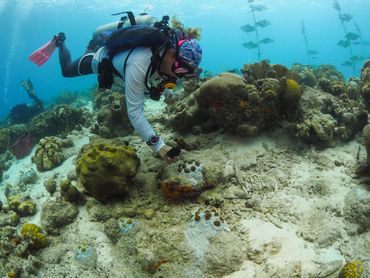 RRFB-vrijwilliger plant verschillende koraalkolonies uit in de buurt van de kwekerij