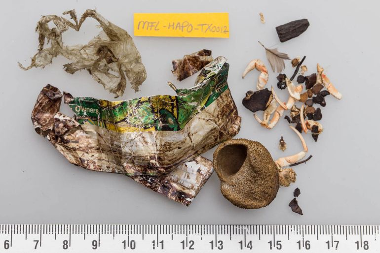 Extreme maaginhoud van bruinvis #TX0012, met velvormige plastics, maar ook steentjes, een oude schelp, resten van een krab, een vogelveer en stukjes kienhout