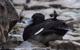 Zieke Kuifeend Volendam Vogelgriep