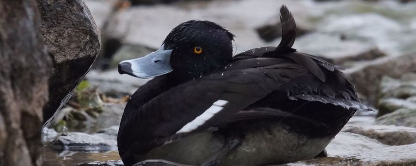 Zieke Kuifeend Volendam Vogelgriep