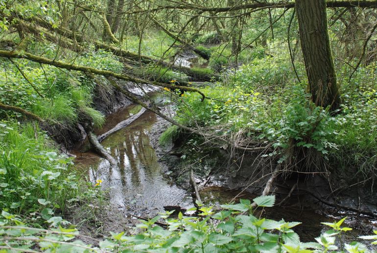 Ottergriend in de Sliedrechtse Biesbosch, een wilgenvloedbos rijk aan epifytische mossen en korstmossen (2017)