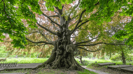 De rode beuk op begraafplaats Groenesteeg Leiden is ecologisch erg waardevol