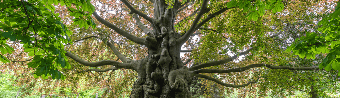 De rode beuk op begraafplaats Groenesteeg Leiden is ecologisch erg waardevol