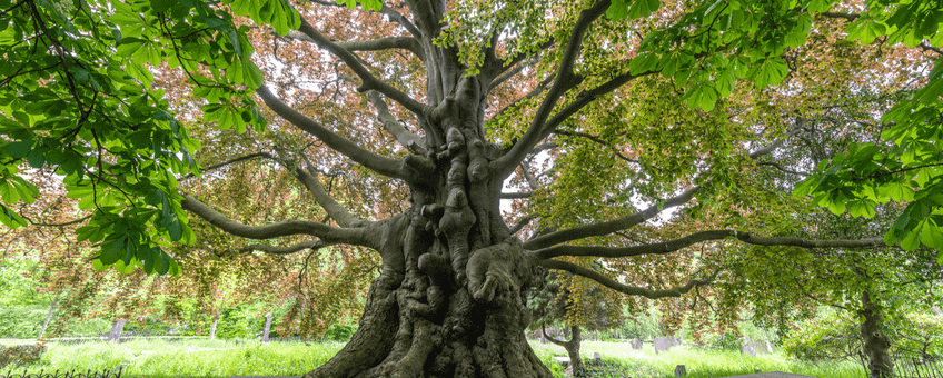 De rode beuk op begraafplaats Groenesteeg Leiden is ecologisch erg waardevol