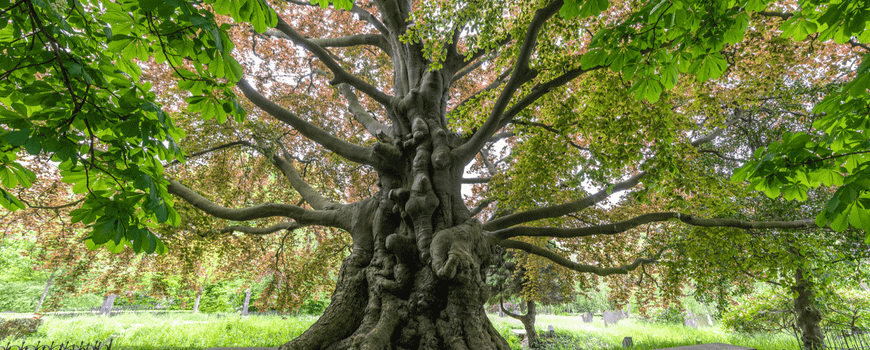 Welke boom draagt bij? Ecologische waardering als beleidsinstrument