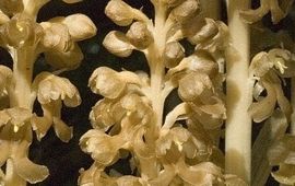 Saxifraga - Jan van der Straaten vogelnestje - primair