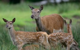 Shutterstock via ARK Natuurontwikkeling voor eenmalig gebruik Hinde met edelhertkalfjes