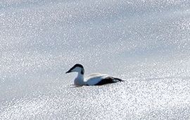 Voor eenmalig gebruik, eider baant zich een weg door het Waddenijs