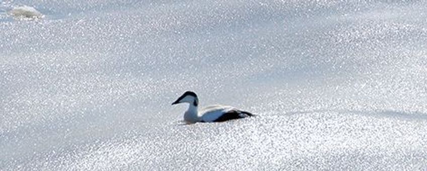 Voor eenmalig gebruik, eider baant zich een weg door het Waddenijs