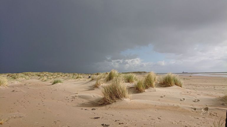 Taking measures while waiting for the rain in the embryonic dunes of the Hors, Texel