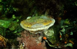 Ron Offermans Platte oester