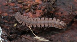 De miljoenpoten komen weinig voor in verzuurde bossen.