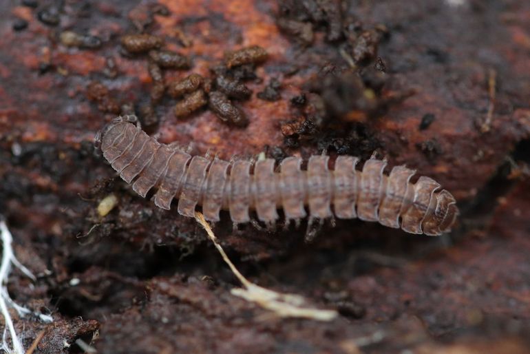 Miljoenpoten, zoals de grote platrug, komen weinig voor in verzuurde bossen