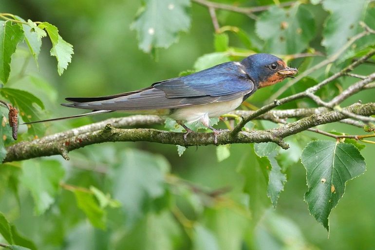 Boerenzwaluw heeft wat lekkers te pakken