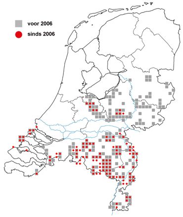 De veldkrekel is op veel plaatsen verdwenen