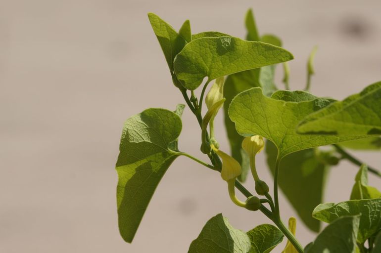 Pijpbloem kende een sterke toename