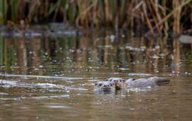 Otter De Wieden