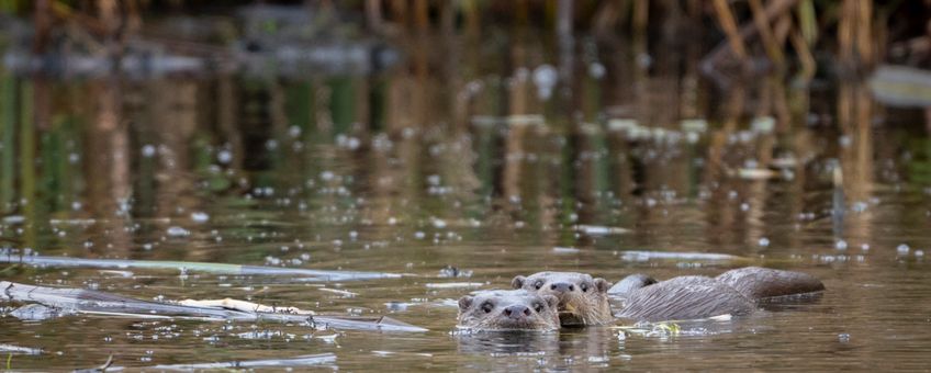 Otter De Wieden