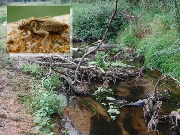 Door obstakels in de beek, zoals hout, ontstaan zandige plekken voor de larven van de Beekrombout (inzetje)