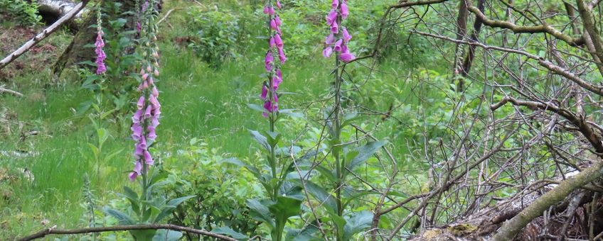 Digitalis Ginkelse heide