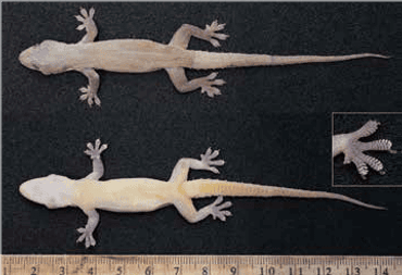 Gevangen Aziatische huisgekko voor de collectie van Naturalis