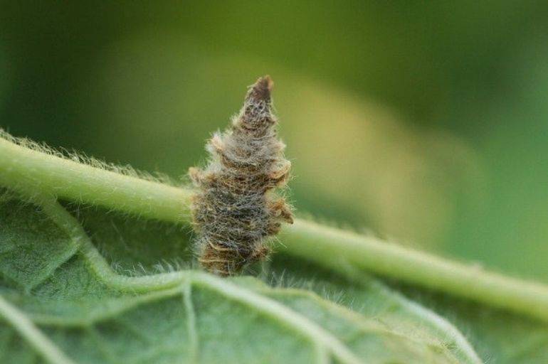 Larven van de andoornkokermot (Coleophora lineolea) leven op onder andere moerasandoorn (Stachys palustris). De rups leeft in een koker gemaakt van de bladeren van de plant en vreet van daaruit in het blad