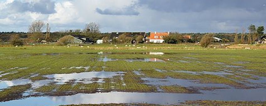 voor eenmalig gebruik, Natte weilanden op Texel