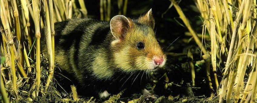 Europese hamster