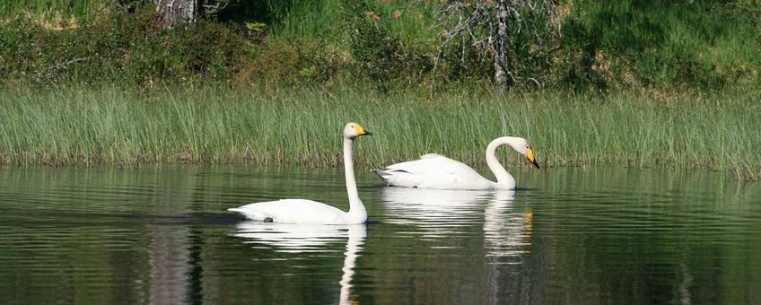 Wilde zwaan