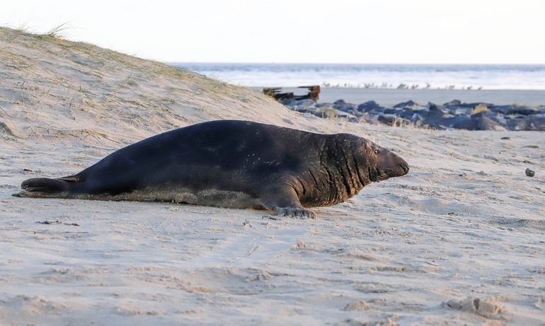 Grijze zeehond