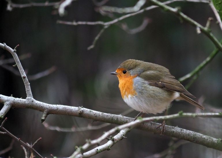 Roodborst