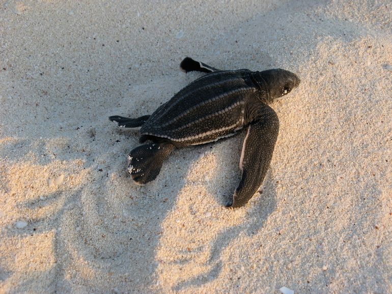 Leatherback turtle hatchling