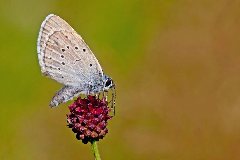 De vlinder pimpernelblauwtje op de bloem van de grote pimpernel