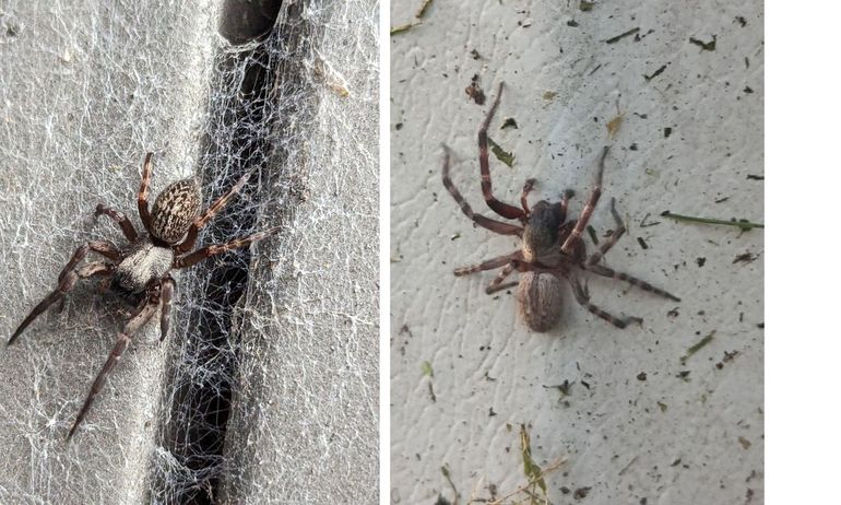 Vrouwtje en mannetje van de Australische huisspin