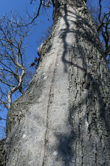 Stam met litteken van de Fraxinus excelsior in Arboretum Oudenbosch