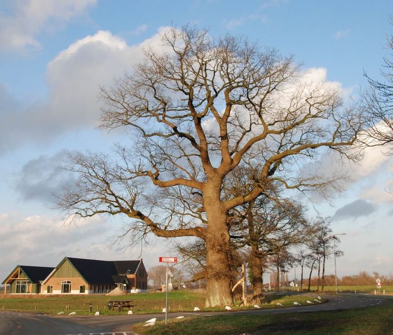 Deze meer dan driehonderd jaar oude eik is waarschijnlijk de enige die echt kan vertellen of het op deze plek spookt