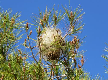 Dennenprocessierupsen in het vijfde larvenstadium. In deze fase zijn de rupsen zeer vraatzuchtig en kunnen ze in korte tijd enorme kaalvraat van naaldplanten veroorzaken. In deze fase zijn ze ook mobiel. Is een plant kaal dan verhuizen ze naar een andere plant. Ze zijn van laag tot hoog in de planten te vinden