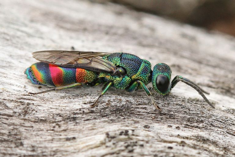 De prachtige regenbooggoudwesp kreeg zijn naam via het Jeugdjournaal