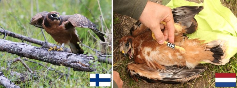 Voorbeeld van gebruikte kleurringen bij steppekiekendieven in Finland (links) en Nederland (rechts)