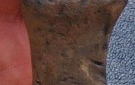 Ecomare Closeup botje