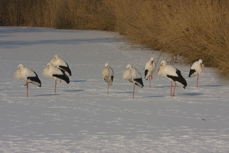 Ooievaars in de winter in Nederland