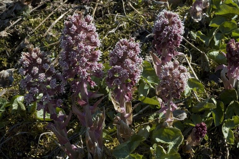 Groot hoefblad bloeit met trossen paarse buisbloemen