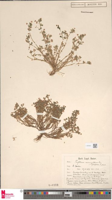 Herbariummateriaal van Draadklaver van Dingeman Bakker uit 1957