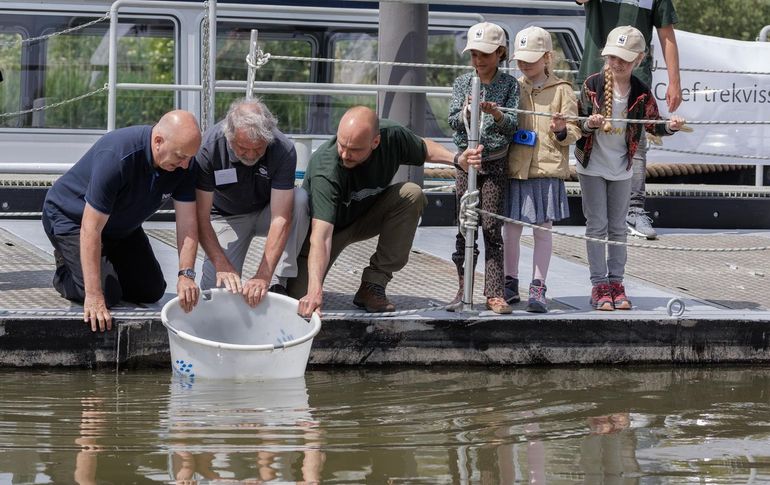 Onder toeziend oog van de rangers van het Wereld Natuurfonds worden steuren vrijgelaten in de Biesbosch